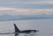 San Juan Island Adventure